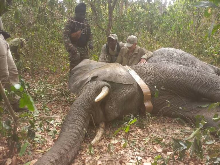 Côte d’Ivoire-AIP/Pose de colliers émetteurs satellitaires aux éléphants du parc national de la Comoé