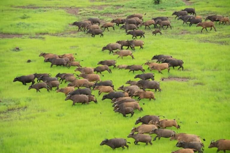 Côte d’Ivoire-AIP/Les populations de Louguiledouo sensibilisées sur les effets néfastes de l’orpaillage clandestin dans le parc de la Comoé