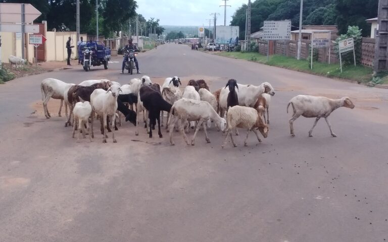 Côte d’Ivoire-AIP/ La divagation des animaux domestiques gêne la circulation à Bouna