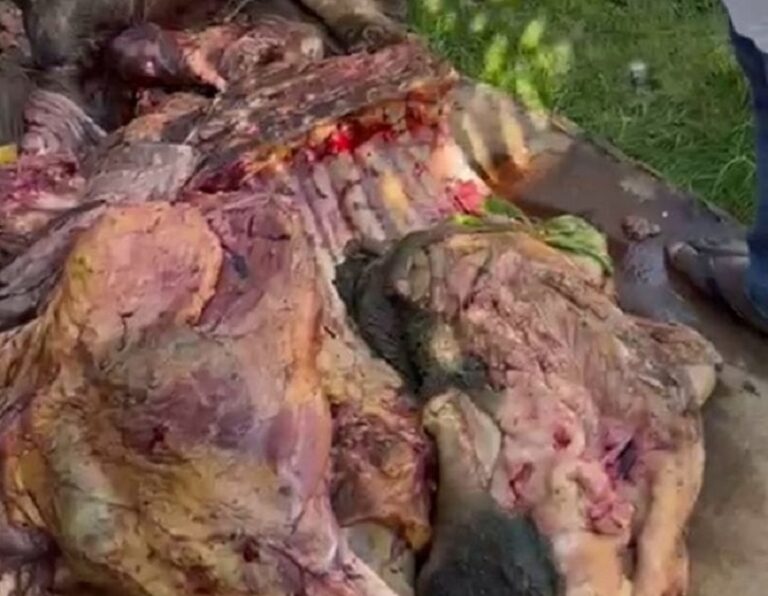 Côte d’Ivoire-AIP/La viande de bœuf contaminée par la tuberculose incinérée à Alépé