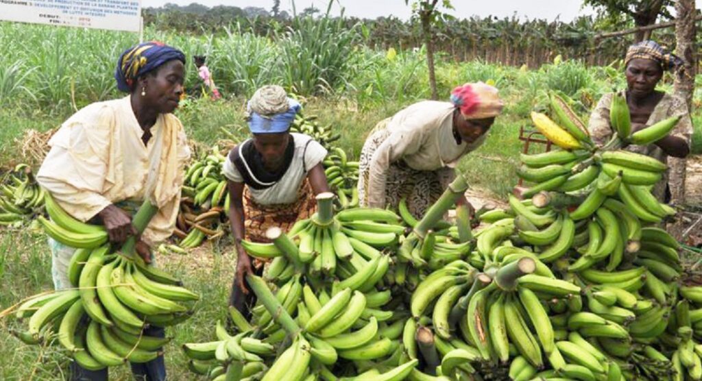 Côte d’Ivoire-AIP/ L’OCPV va contrôler l’exportation des produits vivriers sortant de Vavoua