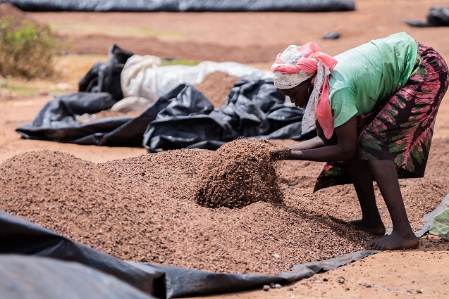 AIP/ Deux laboratoires ultra-modernes bientôt inaugurés à Korhogo pour booster la production du karité en Côte d’Ivoire