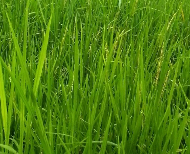 Côte d’Ivoire-AIP/ La coopérative Binkadi de Touala plaide pour la mécanisation de la riziculture