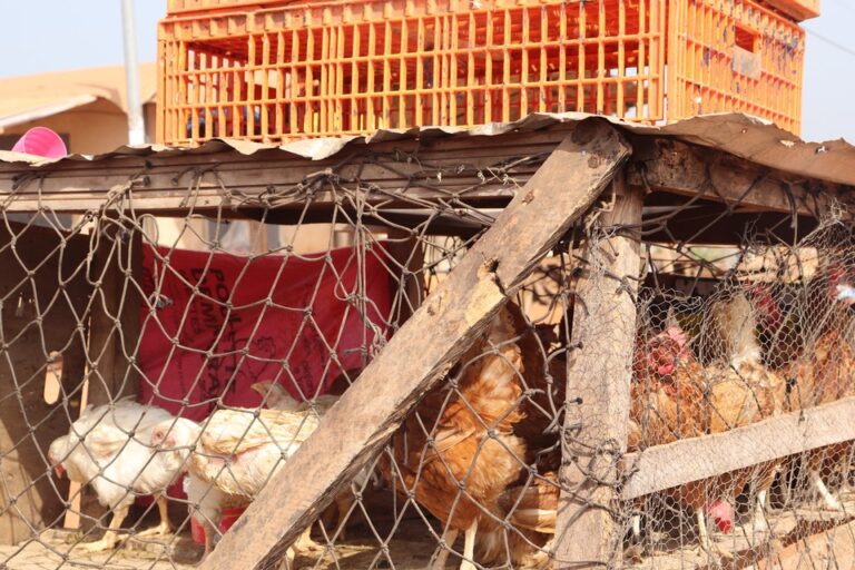 Côte d’Ivoire-AIP/ Interdiction de la vente de poulets dans les rues : une pratique persistante « mais en silence » à Abengourou