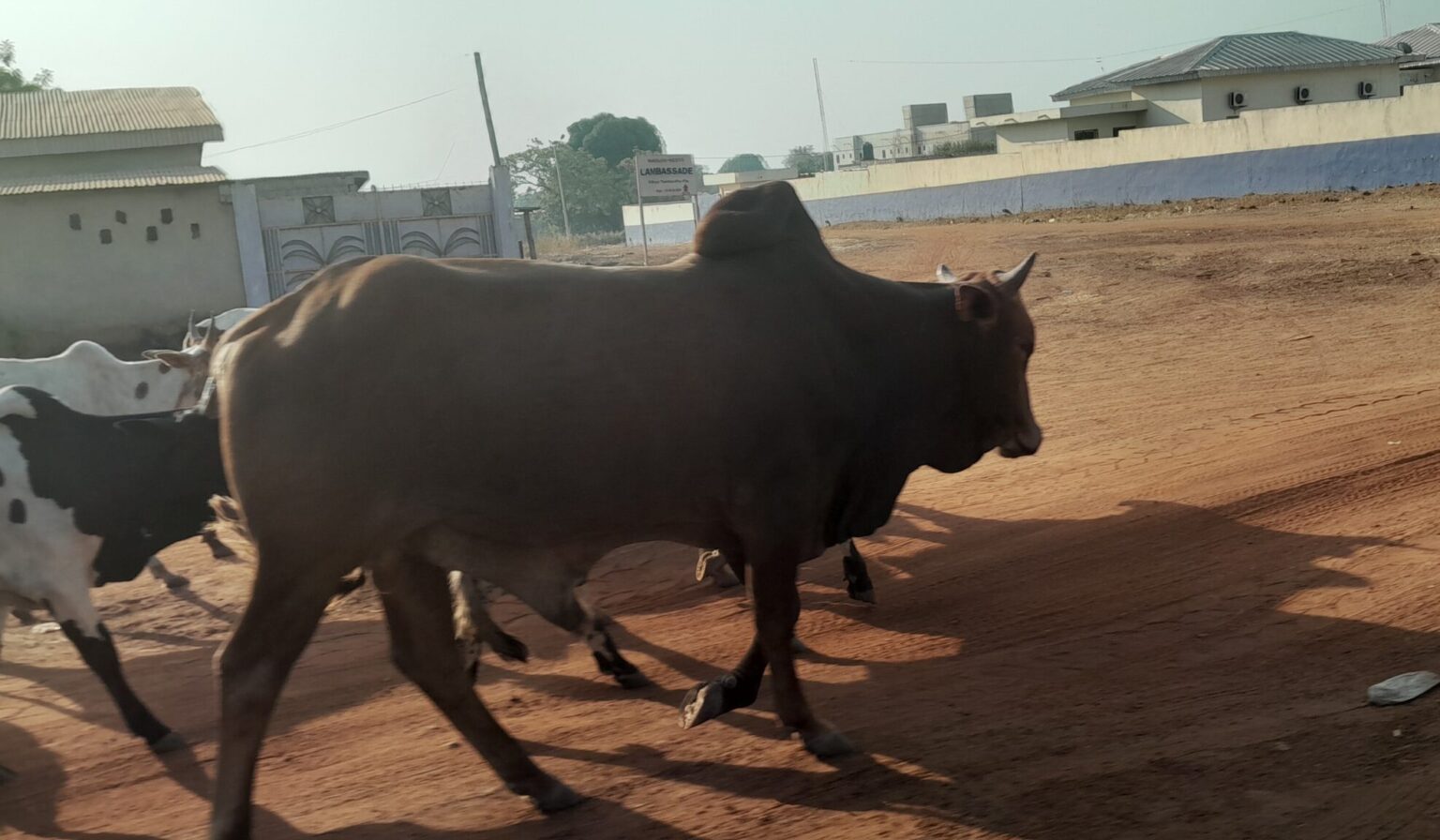 Côte d’Ivoire-AIP/ La divagation des animaux: un phénomène qui résiste au temps à Niakara, selon des habitants