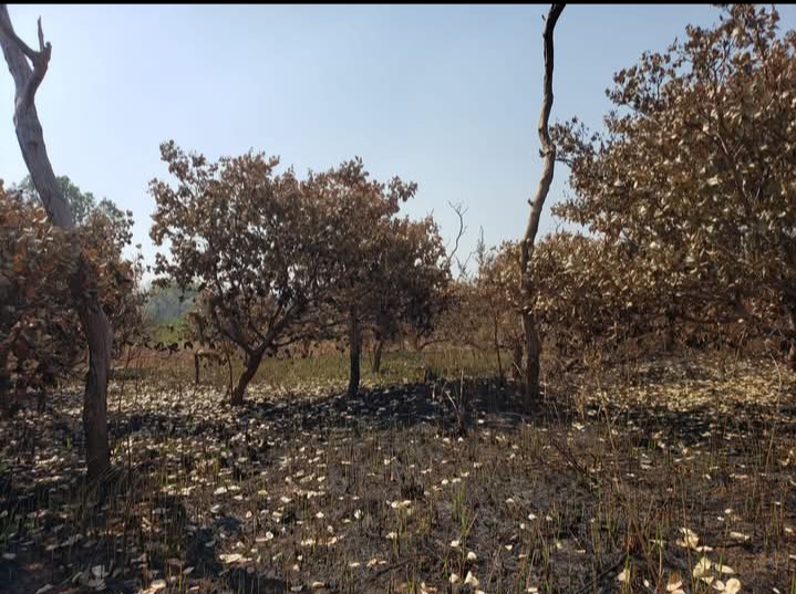 Côte d’Ivoire-AIP/ Borotou : une plantation d’anacarde de deux hectares détruite par un feu de brousse