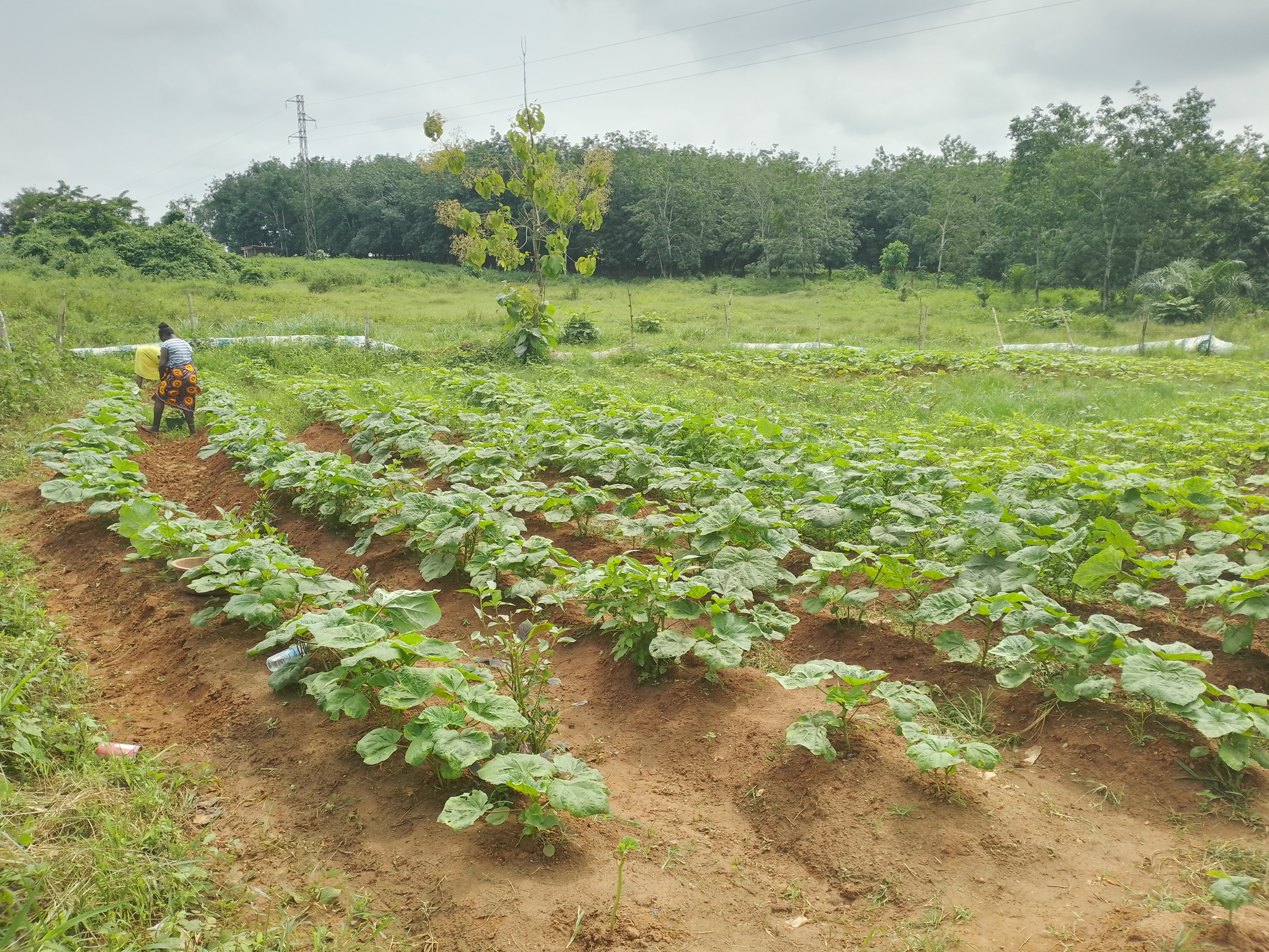 Côte d’Ivoire-AIP/ Deux jeunes femmes font rayonner l’agriculture locale à travers un maraîcher à Guitry (Feature)