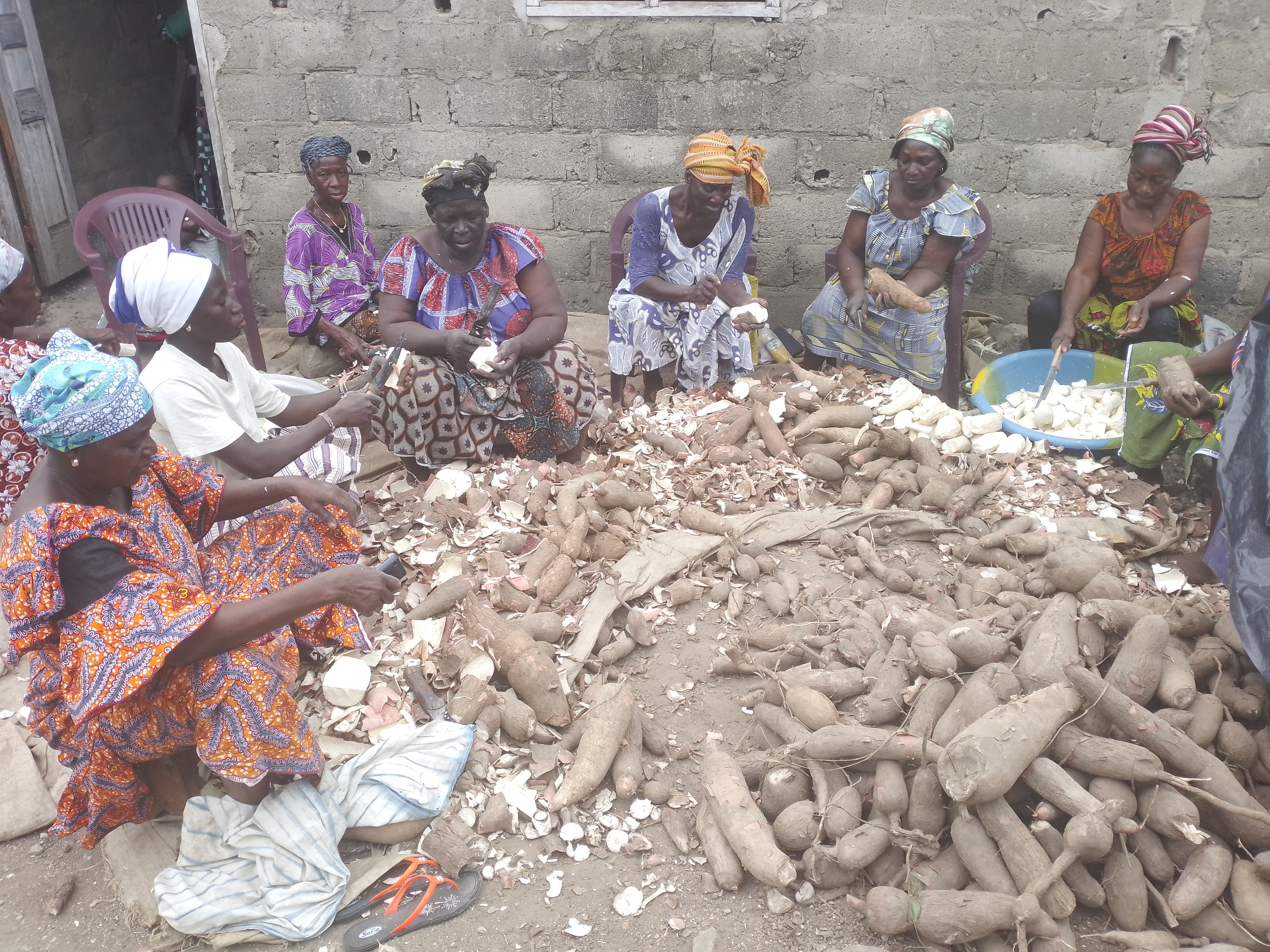Côte d’Ivoire-AIP/ La coopérative Déo Gracias, un modèle de transformation artisanale du manioc en attiéké à Guitry