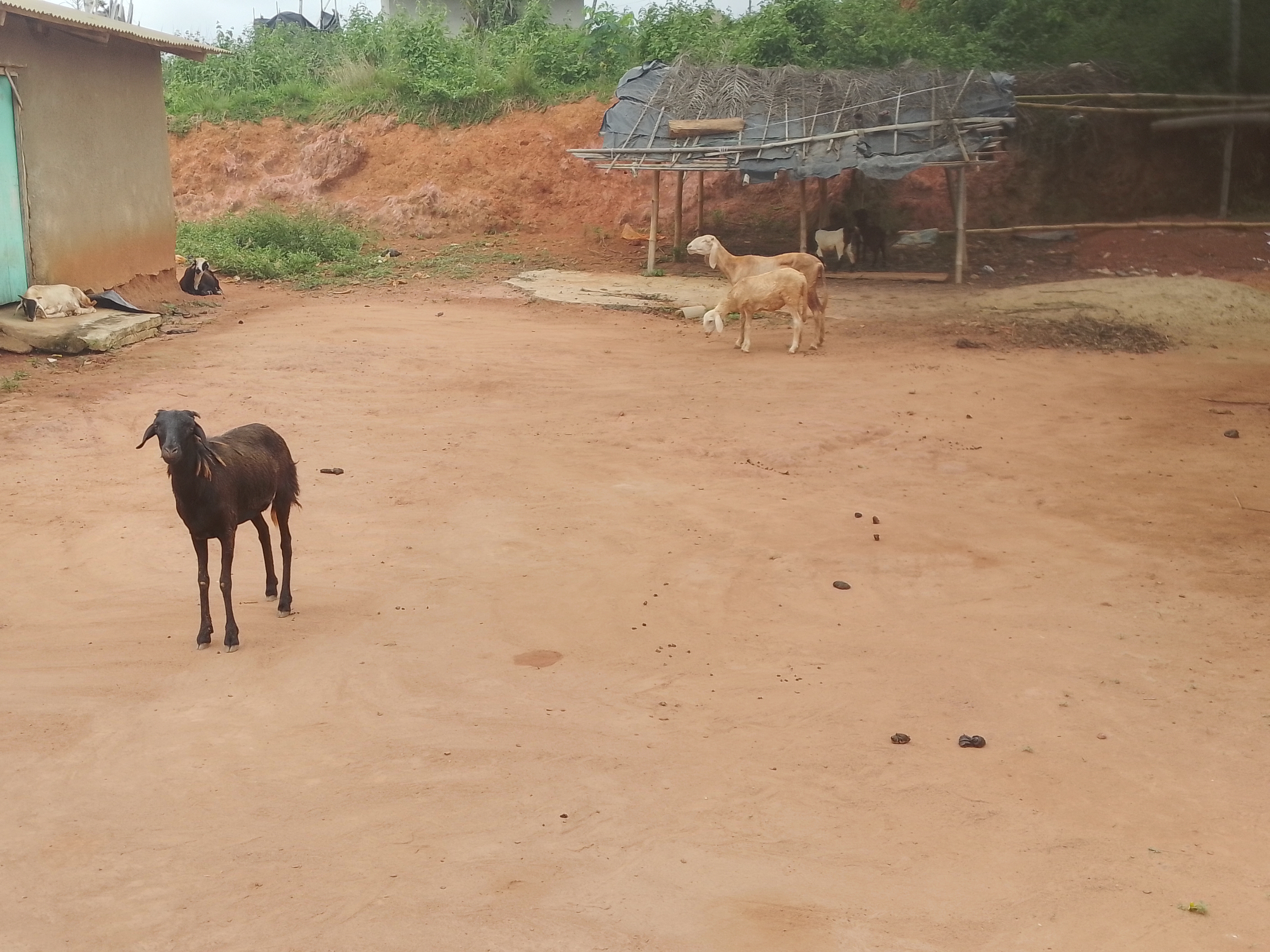 Côte d’Ivoire-AIP / Guitry : Les propriétaires de bétail appelés à mieux encadrer leurs animaux pour enrayer leur divagation dans la ville