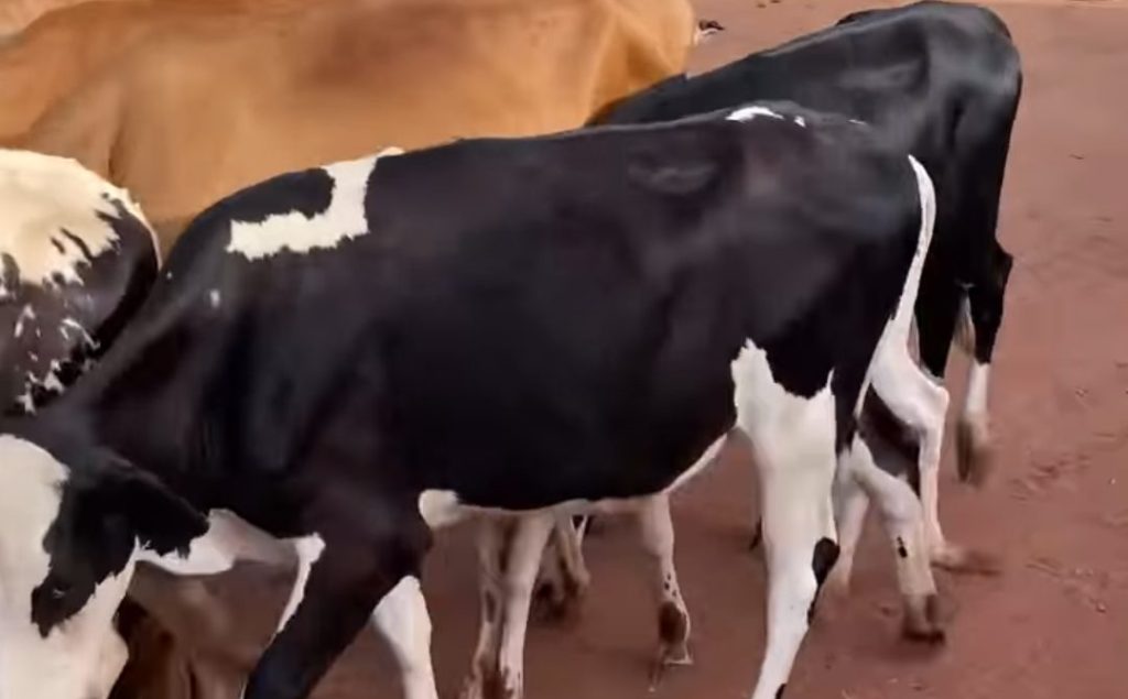 Côte d’Ivoire-AIP/ Élevage bovin à Niakara : vers une révolution pastorale face aux conflits et au changement climatique (feature)
