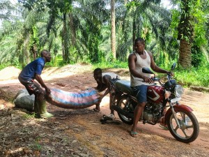 Côte d’Ivoire-AIP/ Les planteurs de Youkou confrontés à de fortes difficultés d’évacuation de leurs productions agricoles