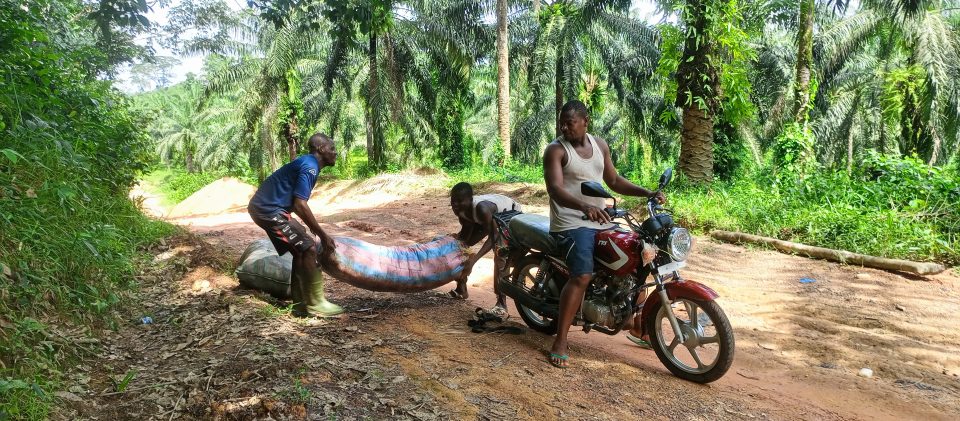 Côte d’Ivoire-AIP/ Les planteurs de Youkou confrontés à de fortes difficultés d’évacuation de leurs productions agricoles