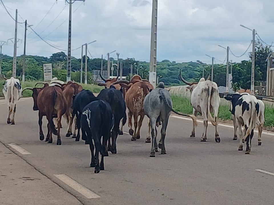 Côte d’Ivoire-AIP/ Le préfet de Kong accorde dix jours aux propriétaires pour mettre fin à la divagation des animaux