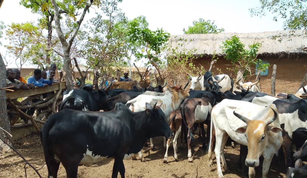 Côte d’Ivoire-AIP/La BRI de Korhogo épingle quatre individus pour le vol présumé d’un taureau près de Tafiré