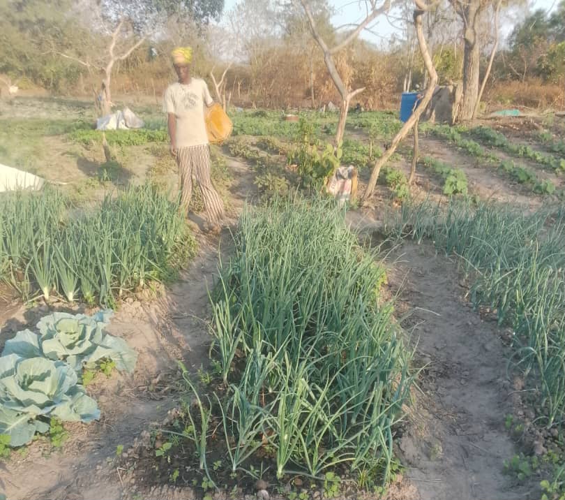 Côte d’Ivoire-AIP/ Une coopérative de productrices de vivrier à Sépikaha plaide pour une retenue d’eau