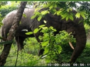 Côte d'Ivoire-AIP/ 29 éléphants recensés lors du suivi écologique du parc national du Mont Péko (OIPR)