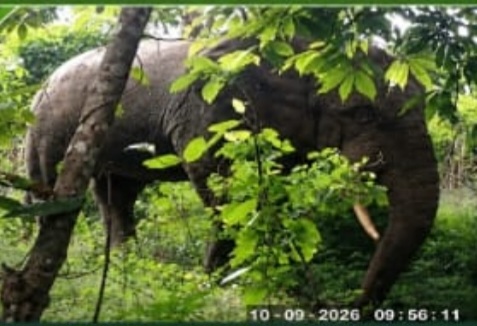 Côte d'Ivoire-AIP/ 29 éléphants recensés lors du suivi écologique du parc national du Mont Péko (OIPR)