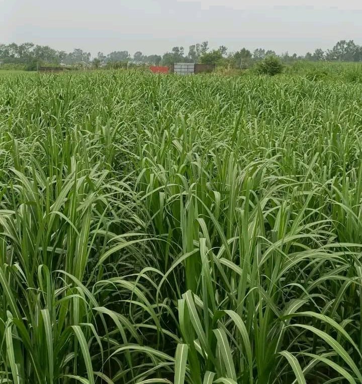 AIP/ Le Maralfalfa, un fourrage à fort potentiel pour moderniser l’élevage en Côte d’Ivoire (Feature)