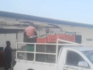 Côte d’Ivoire-AIP/Filière mangue : un calendrier de commercialisation jugé défavorable aux zones précoces de Niakara