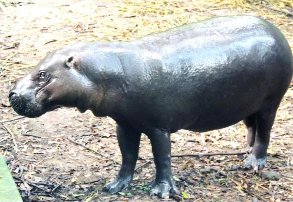 AIP/ La dégradation des habitats menace la survie de l’hippopotame pygmée en Côte d’Ivoire (Chercheur)