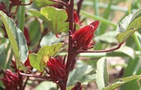 Côte d’Ivoire-AIP/ Une campagne de production du « bissap » lancée dans le Hambol avec un objectif de 50 hectares à Arikokaha