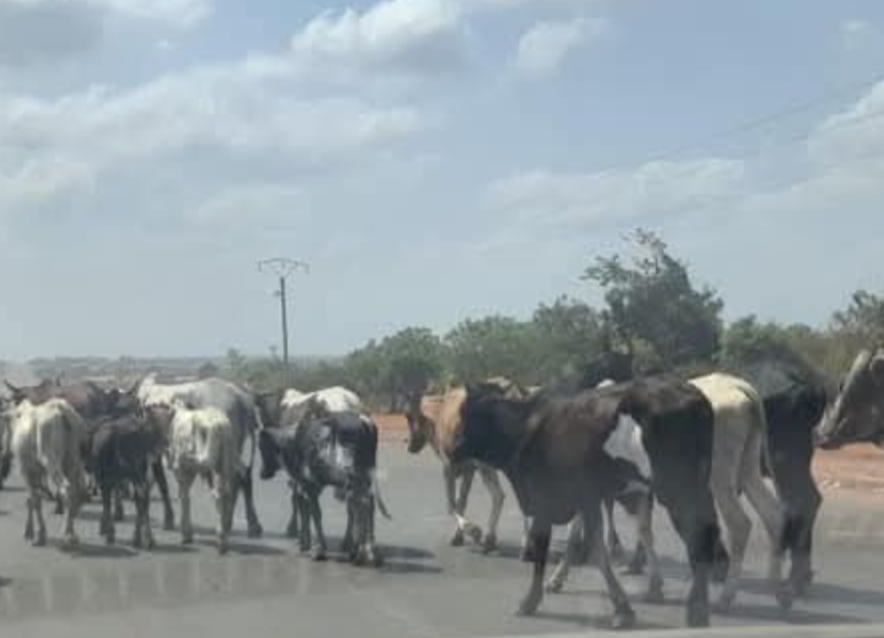 Côte d’Ivoire-AIP/ Le maire de Dabakala veut mettre fin à la divagation des animaux dans la ville