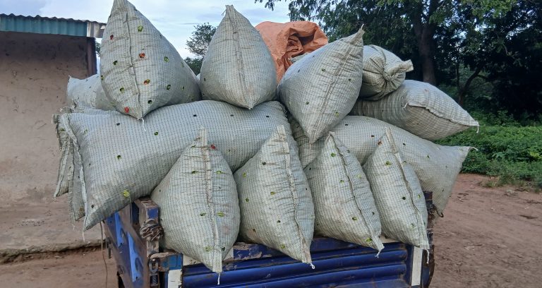 Côte d’Ivoire-AIP/ Le prix du sac de piment grimpe à 15 000 FCFA à Niakara