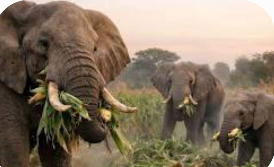 Côte d’Ivoire-AIP/ Badikaha: les incursions d’éléphants inquiètent les populations et menacent les cultures