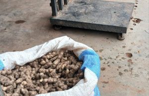 Côte d’Ivoire-AIP/ Niakara: le gingembre vendu à 3 000 FCFA/kg, une culture complémentaire qui séduit les producteurs d’anacarde