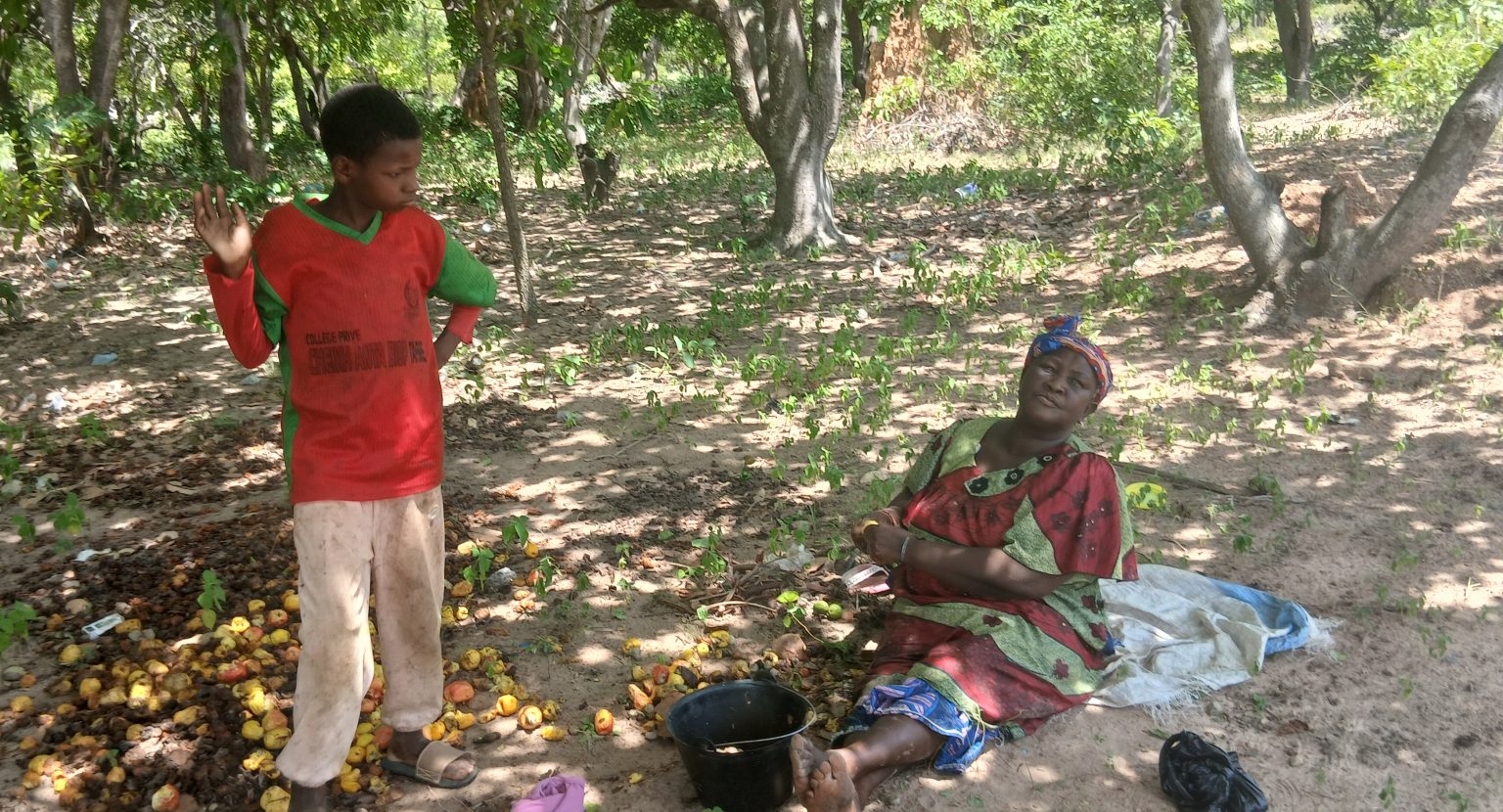 Côte d’Ivoire-AIP/ L’anacarde, une culture d’avenir qui séduit de plus en plus d’agriculteurs dans le Hambol