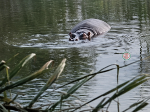 Côte d'Ivoire-AIP/ Bongouanou: l’orpaillage dans le fleuve N’Zi à l’origine du déplacement d’un hippopotame (Eaux et Forêts)