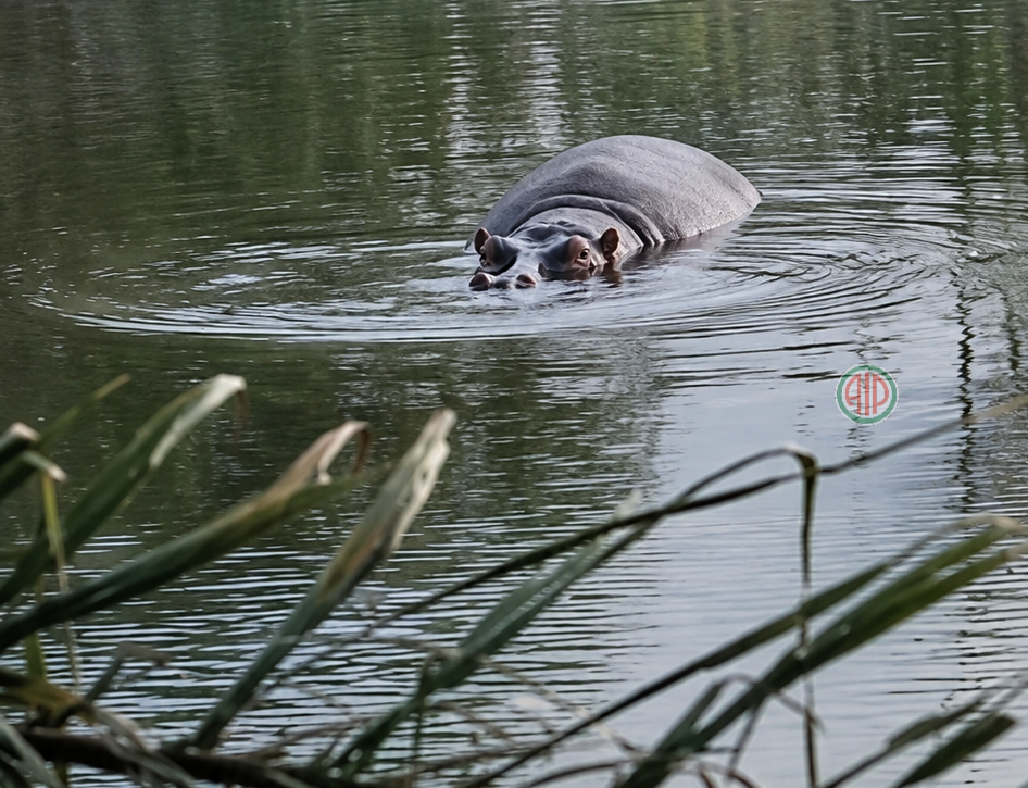 Côte d’Ivoire-AIP/ Bongouanou: l’orpaillage dans le fleuve N’Zi à l’origine du déplacement d’un hippopotame (Eaux et Forêts)