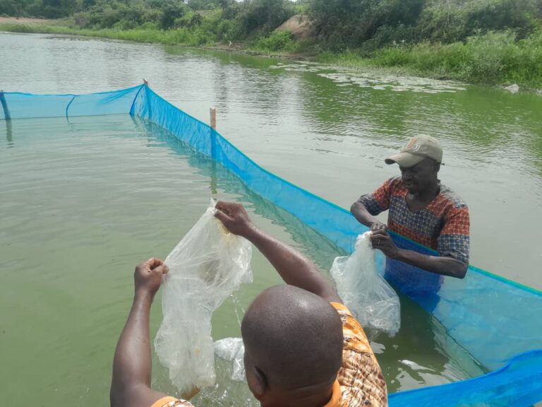 Côte d’Ivoire-AIP/ Bouna : le barrage de Niandégué ensemencé en tilapia pour soutenir les revenus des populations