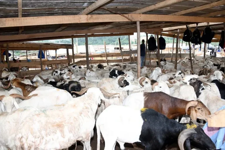 Côte d’Ivoire-AIP/ Tabaski 2025: les marchés abidjanais s’animent au rythme du bétail et des négociations (Reportage)