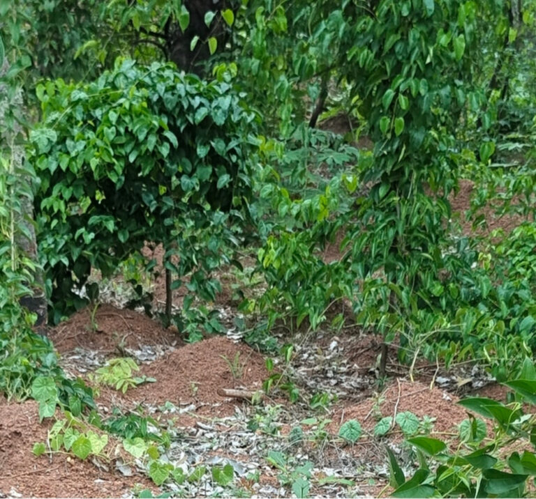 Côte d’Ivoire-AIP/ La rareté des pluies entrave la récolte des ignames dans des villages de Dabakala