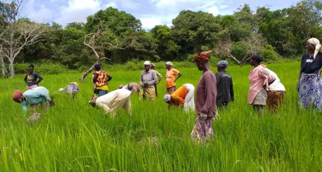 Côte d’Ivoire-AIP/ La présidente de la coopérative Benkadi de Sépikaha dresse un bilan satisfaisant des activités