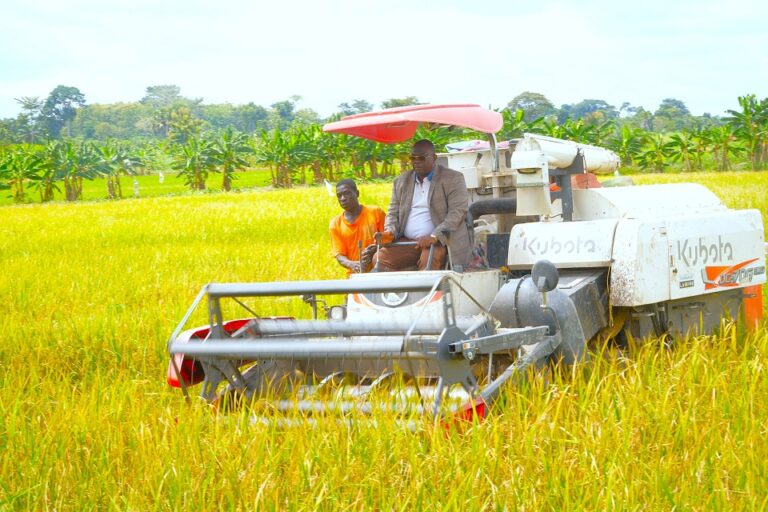 Côte d’Ivoire-AIP/ Le Pôle agro-industriel du Bélier, la locomotive d’une transformation agricole intégrée et durable (Feature)