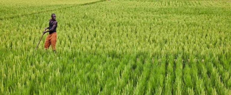 Côte d’Ivoire-AIP/Un projet régional pour rendre la filière rizicole plus résiliente au climat en Afrique de l’Ouest