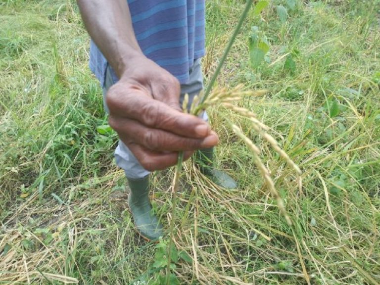 Côte d’Ivoire – AIP / Guitry : Des champs ravagés par les troupeaux, les paysans tirent la sonnette d’alarme
