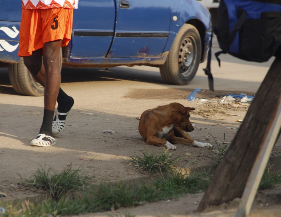 Chien errant-2