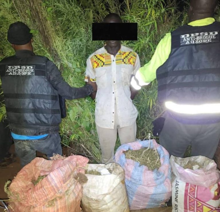 Côte d’Ivoire-AIP/ Deux cultivateurs de cannabis interpellés et deux champs détruits à Akoupé (Police)