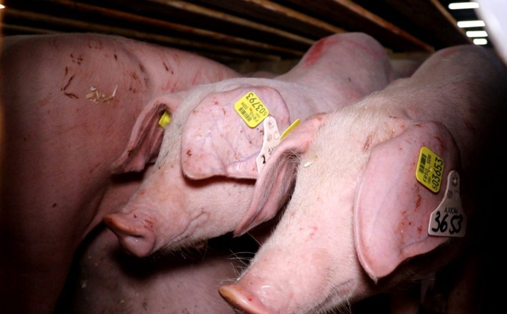 Côte d’Ivoire-AIP/ Le MIRAH importe 35 porcs reproducteurs performants de France pour dynamiser la filière porcine