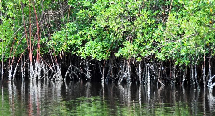 Côte d’Ivoire-AIP/Inter/ Le Gabon renforce sa diplomatie environnementale avec la création du centre international des mangroves