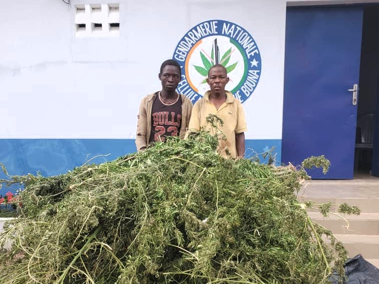 Côte d’Ivoire-AIP/ Deux individus en possession de 1665 plants de cannabis mis aux arrêts à Bouna