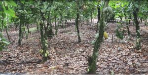 Côte d’Ivoire–AIP / Programme d’investissement forestier phase 2 : 8 000 hectares reboisés dans l’agro-forêt des Rapides Grah en 2025