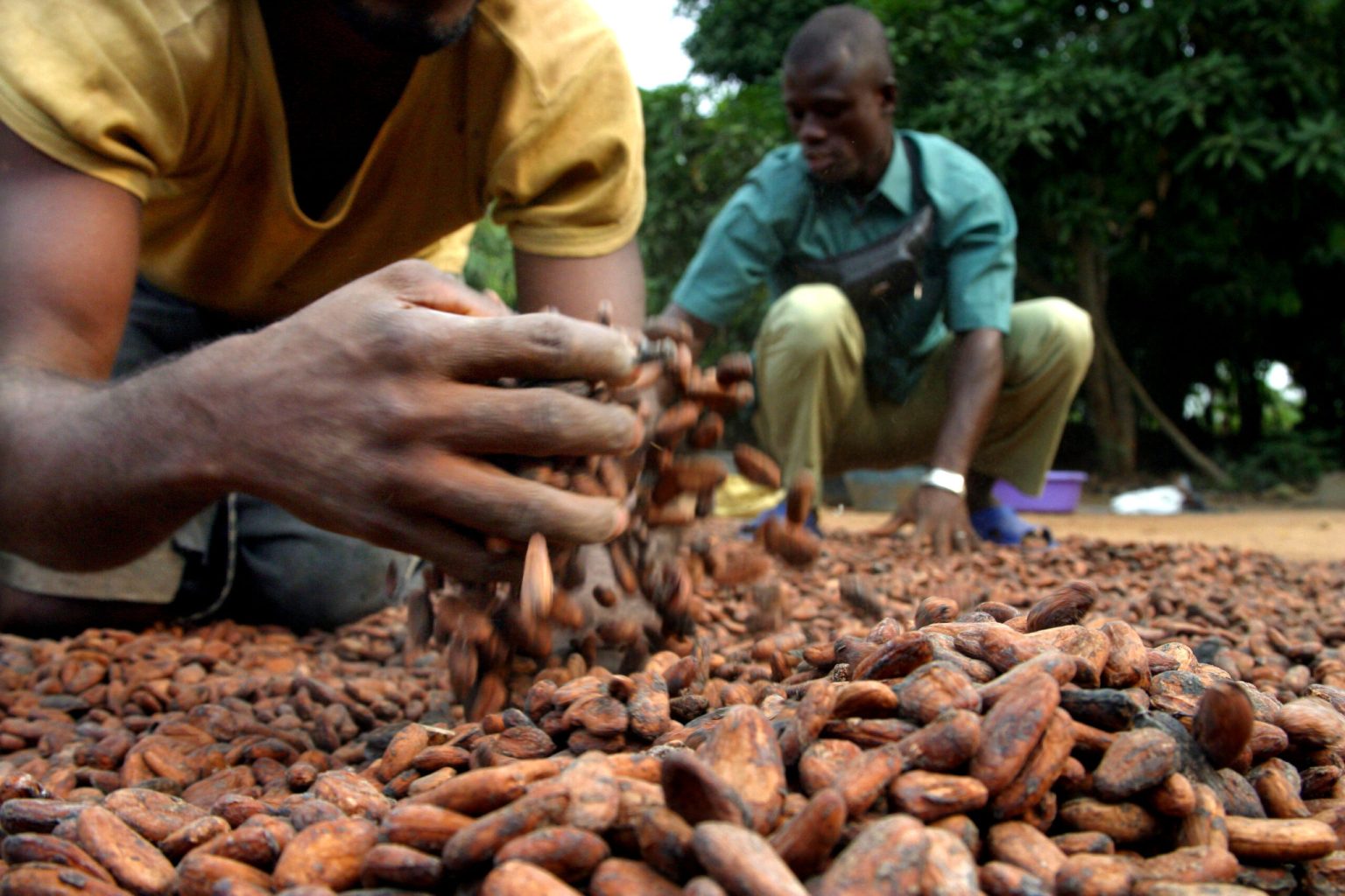 Côte d’Ivoire-AIP/ Le Conseil du café-cacao appelle les producteurs à dénoncer les acheteurs indélicats