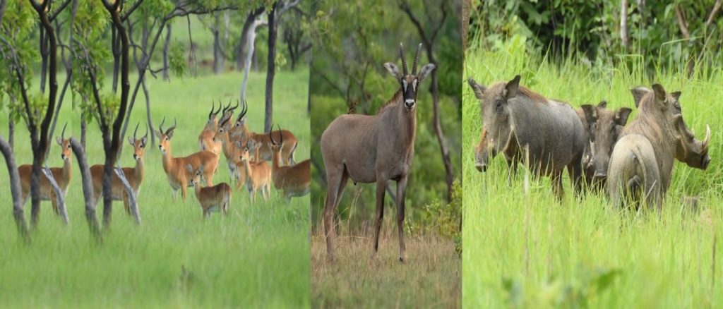 Côte d’Ivoire-AIP/ Le Parc national de la Comoé, une destination écotouristique d’exception au nord-est ivoirien