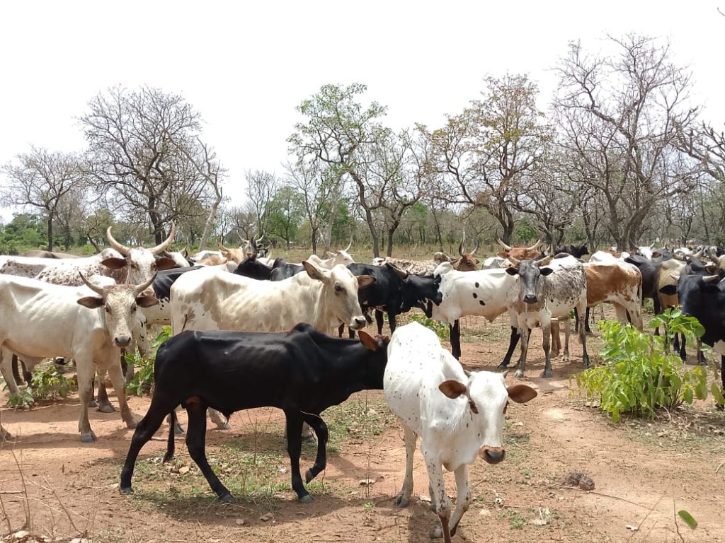 Côte d’Ivoire-AIP/ Deux bouviers condamnés à Bouna pour des activités dans le parc national de la Comoé