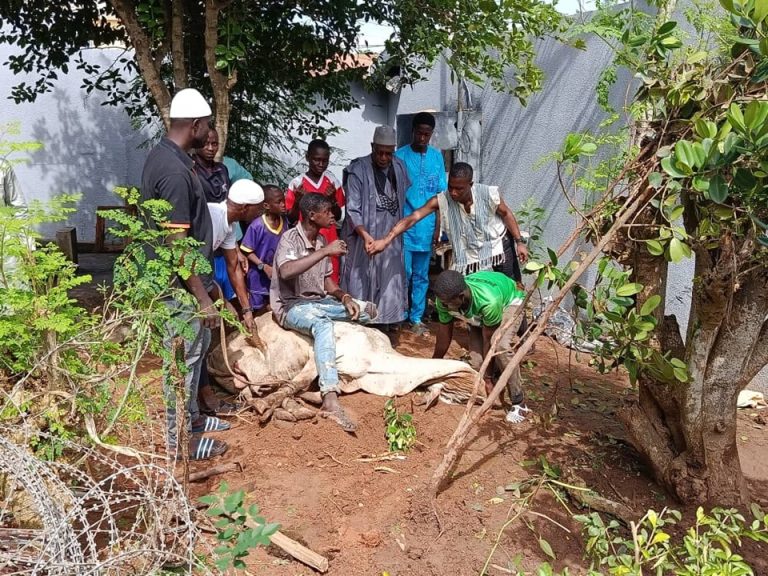 Côte d’Ivoire-AIP/ Tabaski 2026 : plusieurs familles optent pour l’immolation d’un bœuf, jugé plus économique que le mouton à San Pedro