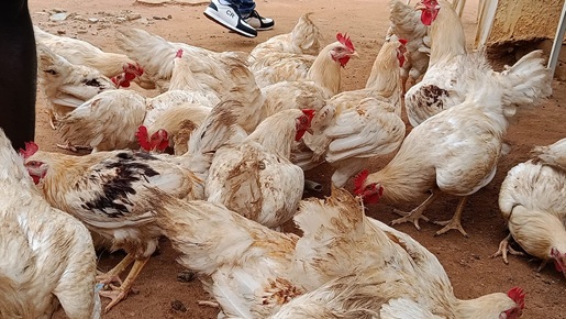 Côte d’Ivoire-AIP/ Tabaski 2026 : le maire de Sassandra offre des bœufs et des poulets aux musulmans